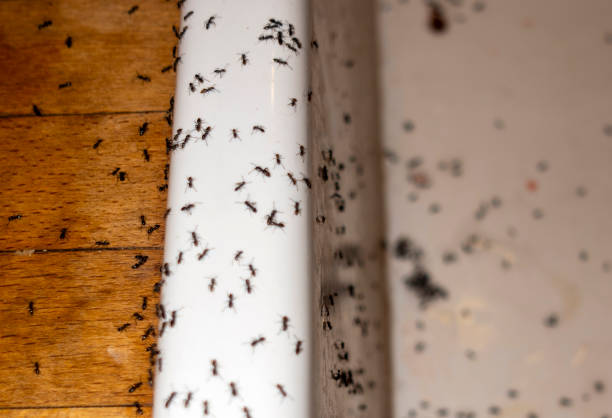 Best Insect Control  in Warwick, RI