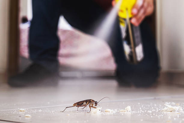 Best Flea Control Services  in Warwick, RI